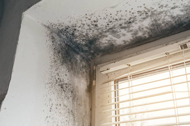 Affordable Mold Removal solutions in Danville, IL