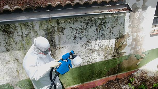 Top rated local Mold Removal specialists in Danville, IL